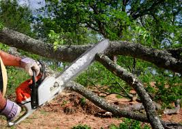Reliable East Los Angeles, CA Tree Removal Solutions