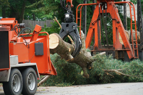 How Our Tree Care Process Works  in  East Los Angeles, CA